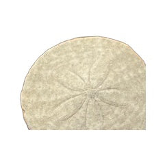 Small Sand Dollar